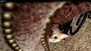 Funny Cats videos Peekaboo! by Kitty Panzon - Cat Adventures 306 views 1 year ago 6 seconds