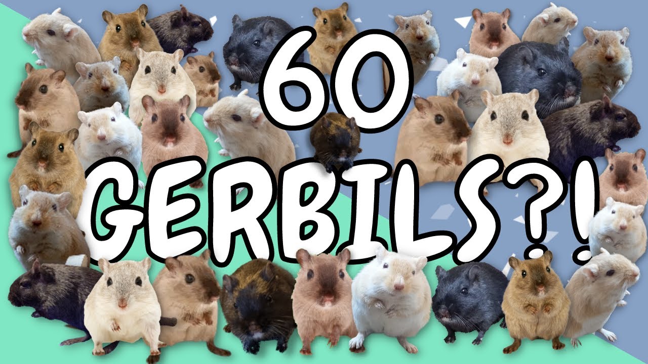 MASSIVE gerbil rescue by the RSPCA