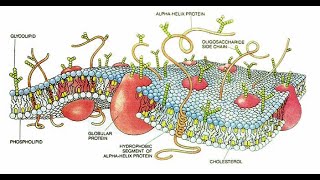 Evolution is Impossible, Part 6 with Dr Richard Kent. The highly complex Human Cell discussed