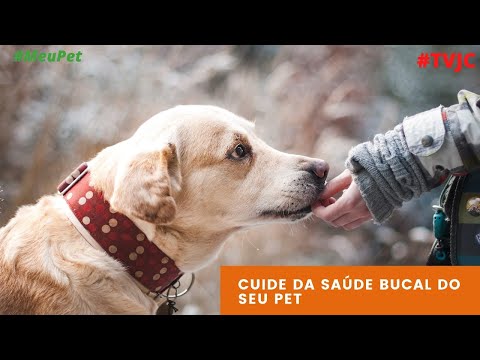 Vídeo: 5 maneiras de refrescar a saúde bucal do seu animal de estimação