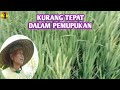 Akibat kurang tepatnya dalam pemupukan