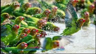 Terapi Suara Lovebird Koloni Untuk Masteran Dan Pancingan Agar Cepat Ngekek | PASTI NYAUT