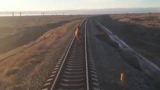In Southern Russia, a train was delayed for two hours because of a camel, who refused to leave. screenshot 4