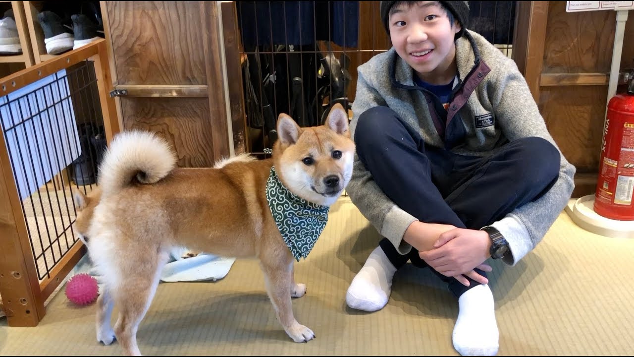 Shiba Inu Cafe 