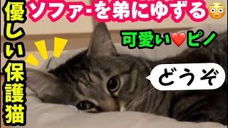 【癒し保護猫ピノとクセ強すぎ面白い猫パルム】寝方が可愛すぎ❗そしてお気に入りを譲る優しいピノ❗#猫 #保護猫 #ピノパル兄弟