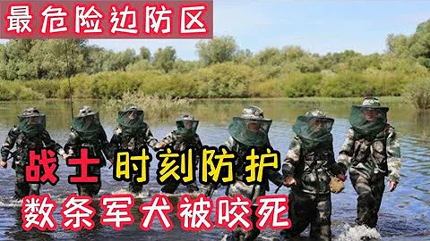 中國最危險的邊防區，7條軍犬被咬死，士兵沒有辦法反擊 - 天天要聞