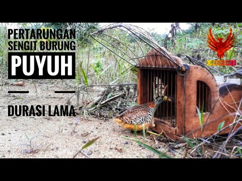 Suara pikat puyuh hutan