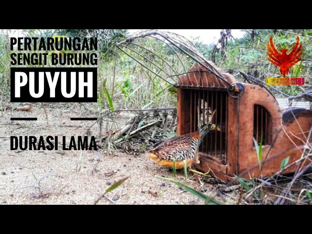 Terbaik; Seperti inilah keseruan pertarungan puyuh liar ( Amazing Quail trap ) class=