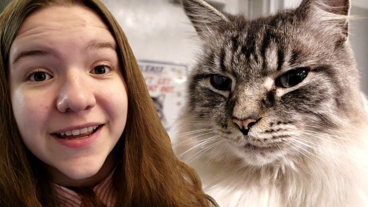 Cat Cafe! Should we adopt?