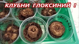 КЛУБНИ 🌺 ГЛОКСИНИЙ 🌺 урожай 23 года‼️