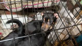 Operation Daylight Save  the rescue of 50+ dogs & cats from extreme hoarding