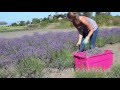Wanna Farm? Harvest and Prune Lavender