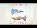 CÓMO DIFERENCIAR PECES GUPPY MACHO Y HEMBRAS