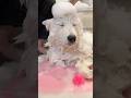 サモエド11ヶ月子犬のシャンプールーティン🐻❄️🧴
