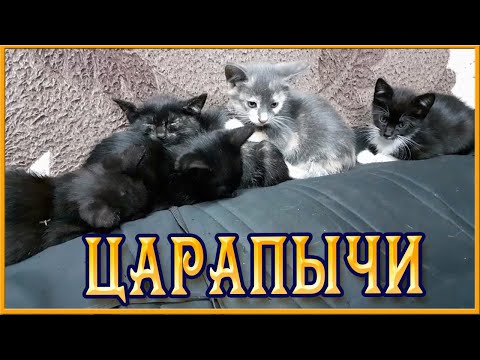Царапычи! Забавные котята. Смешные коты и котики.