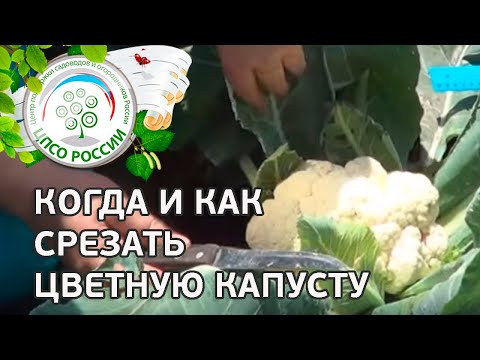 Видео: Уборка цветной капусты - Как и когда собирать цветную капусту