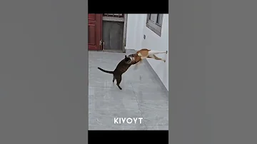 Animal Uno Reverse 