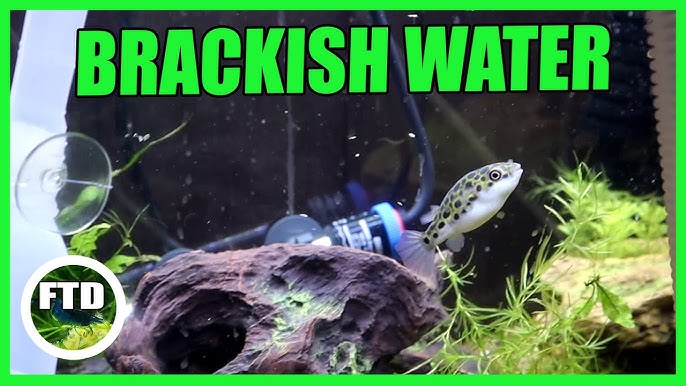 9+ Green Puffer Fish