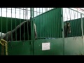 (6) Лошади в конюшне на ЭКВИРОС 2012 (720р HD!)