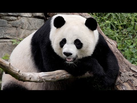 Video: Werden Bambuswälder dort überleben, wo Pandas leben?
