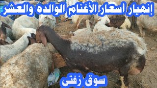 إنهيار أسعار الأغنام اليوم داخل سوق زفتى بس  الغنم الصنفه بفلوس sheep videos