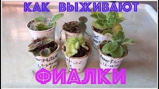 Как выживают ФИАЛКИ