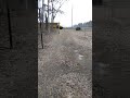 A rooster named Frog runs to greet its human getting off the school bus