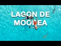 Vlog  la dcouverte du lagon de moorea avec les  geektouristique 