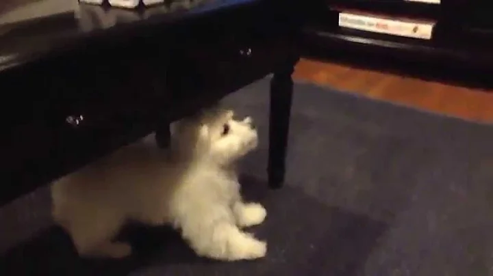 puppy playing:):):):):...  cute