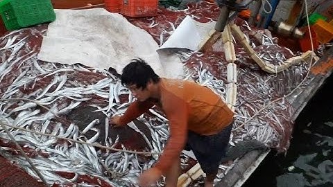 Cảnh Tàu Cá Ngư Dân Bình Châu Cặp Cảng Tràn Đầy cá