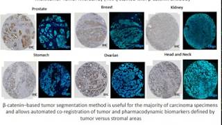 Webinar: Investigating Targeted CD3 Activation in Cytotoxic T cells via Immune Checkpoint Inhibition