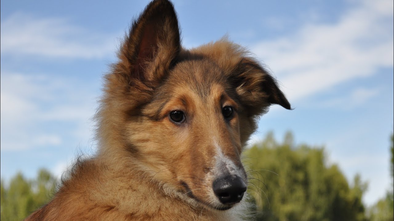 Little Hosento and Lociņš (2018)