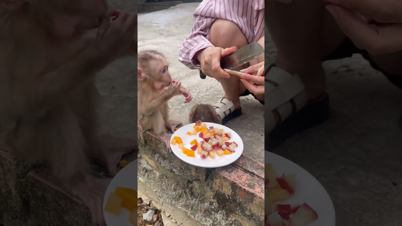 Mother peeled fruit for two baby monkeys to eat😋