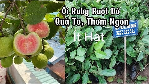 Giống Ổi Ruby Không Hạt, Cây Ghép Ruột Đỏ Thơm Ngon/ 0353.094.444