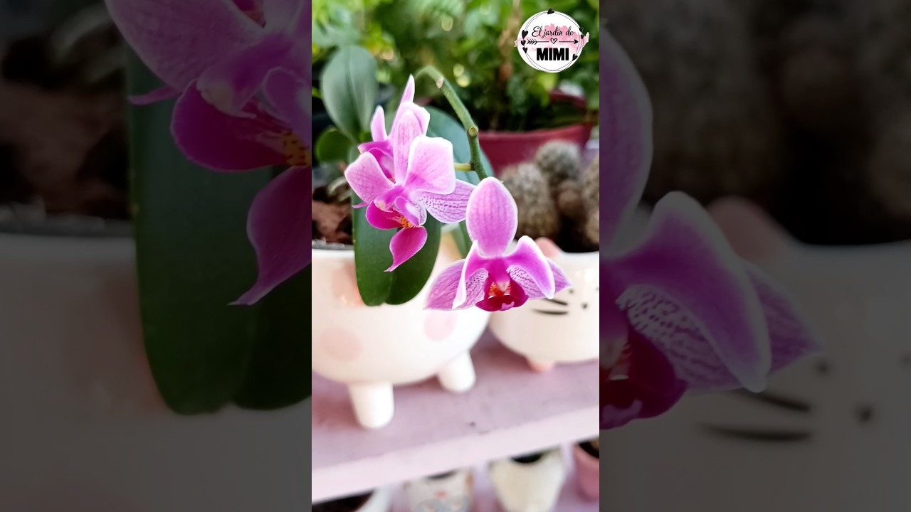 ¿Tu orquídea no florece? Aquí van 5 tips infalibles. 