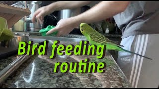 Kiwi and Pixel the budgies (parakeets / parrots) enjoy fresh food and shiny object play time screenshot 4