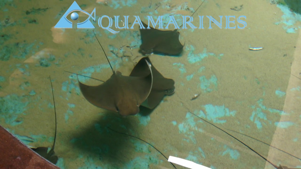 mariners point Cownose Ray Rhinoptera neglecta