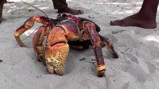 Coconut Crab Seafood In Japan - Travel Asian Street Food