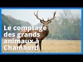 Le comptage des grands animaux du domaine de chambord