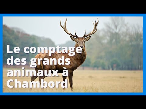 Le comptage des