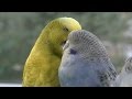 Papużka falista  - jak wybrać gadającego PUPILA