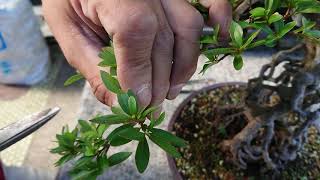 how to trim satsuki azalea bonsai Rhododendron indicum by matsuyoshi #3 futame futaba nokoshi