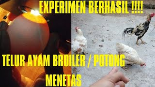 CARA TETASKAN TELUR AYAM BROILER/POTONG