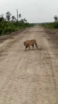 Terjadi ada harimau di pekanbaru bunut rapp kerinci..