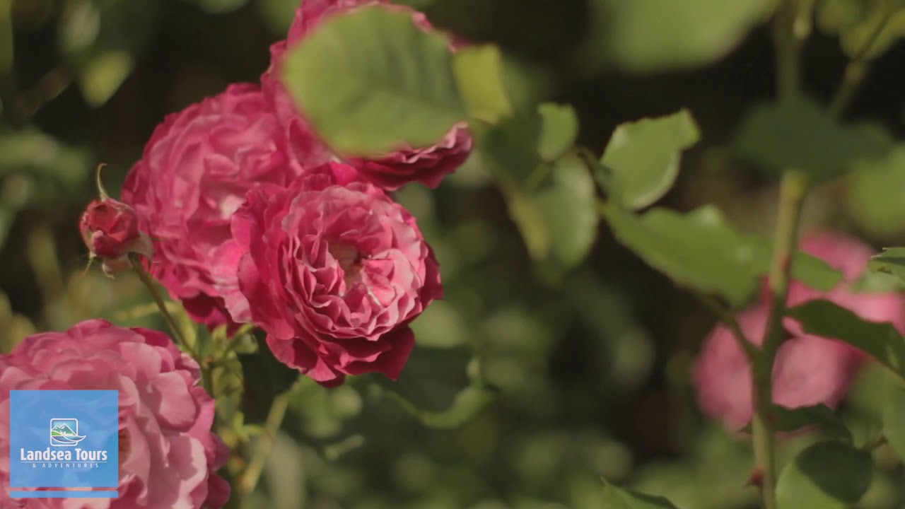 Victoria Butchart Gardens Tour Youtube