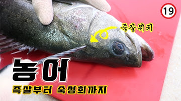 농어! 숙성방법과!! 손질방법!! 숙성회와 활어회 먹방까지!How to fillet sea bass for sashimi