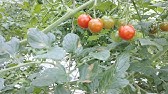 5分でわかる トマトがうどん粉病になったので対処しました 家庭菜園 Youtube 5分でわかる トマトがうどん粉病になったので対処しました 家庭菜園 Youtube