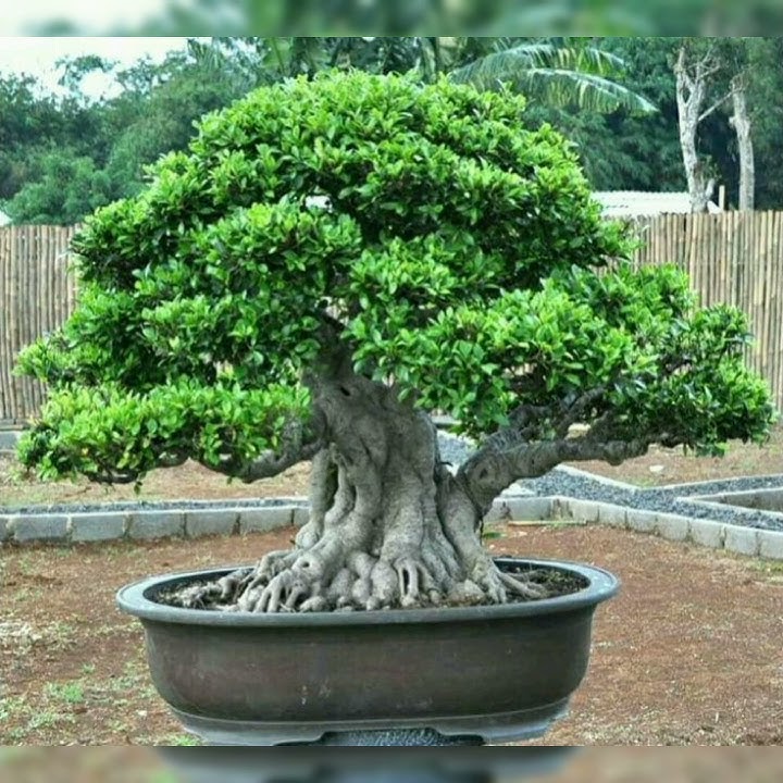 INSPIRASI BONSAI KIMENG (Ficus microcarpa) BIG SIZE KEREN