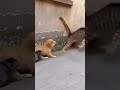 👉 Uh… did I scare them? #cat #funny #dog #cute