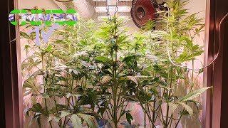 Dokter Groen • Second week of flowering